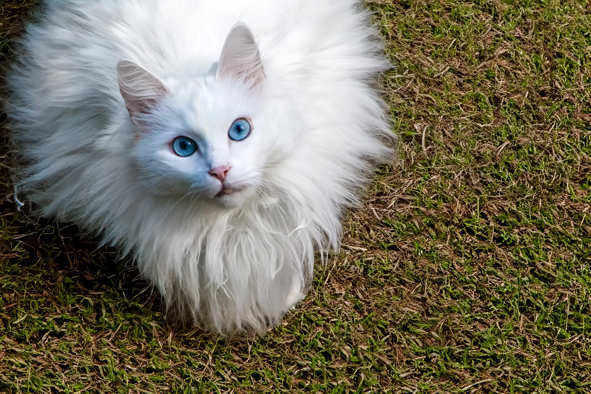 Weiße Langhaarkatze mit strahlend blauen Augen liegt im grünen Gras und blickt nach oben.