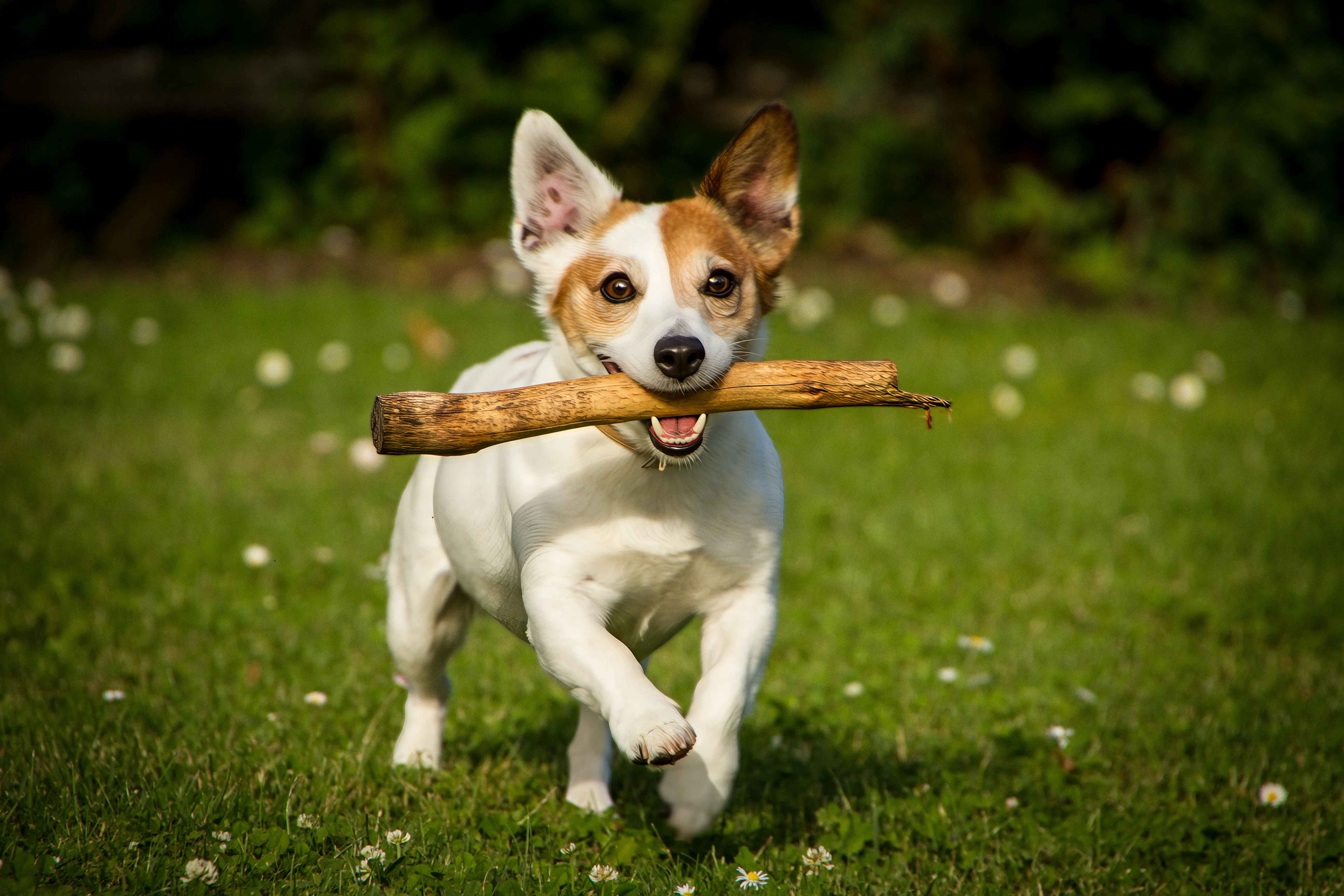 Ein fröhlicher Jack Russell Terrier läuft frontal auf die Kamera zu und trägt dabei einen dicken Holzstock im Maul über eine grüne Wiese.