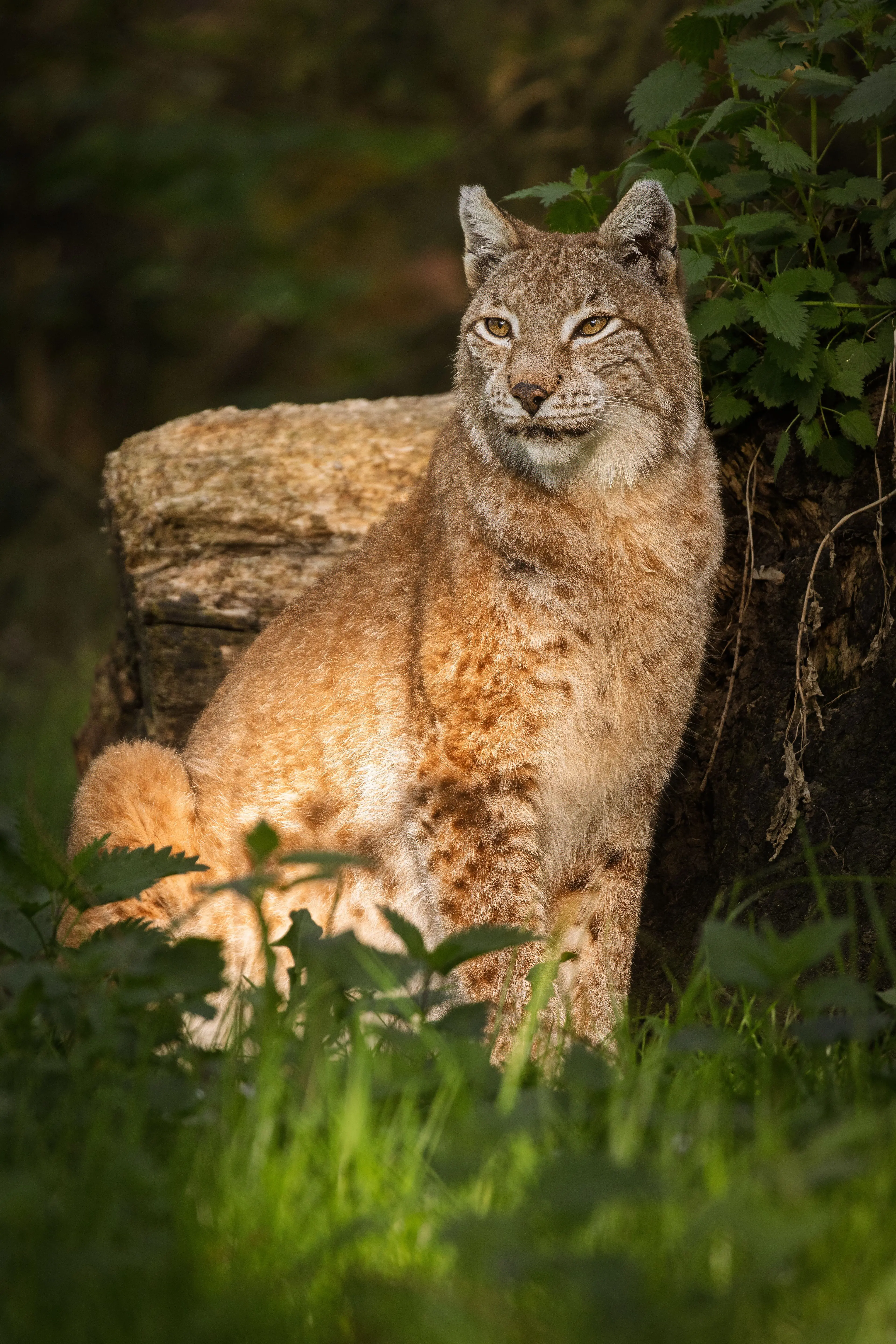 Ein Luchs sitzt aufmerksam im Wald vor einem Baumstumpf im natürlichen Licht.