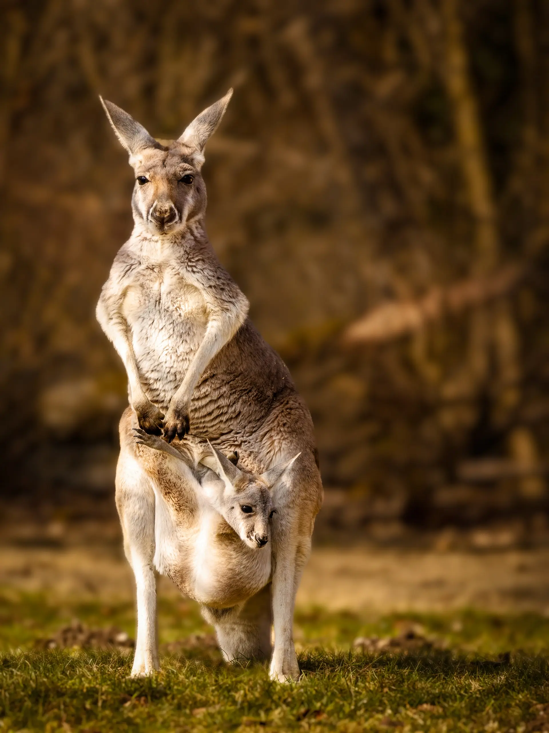 Ein Känguru mit einem Joey (Jungtier) im Beutel auf einer Wiese.