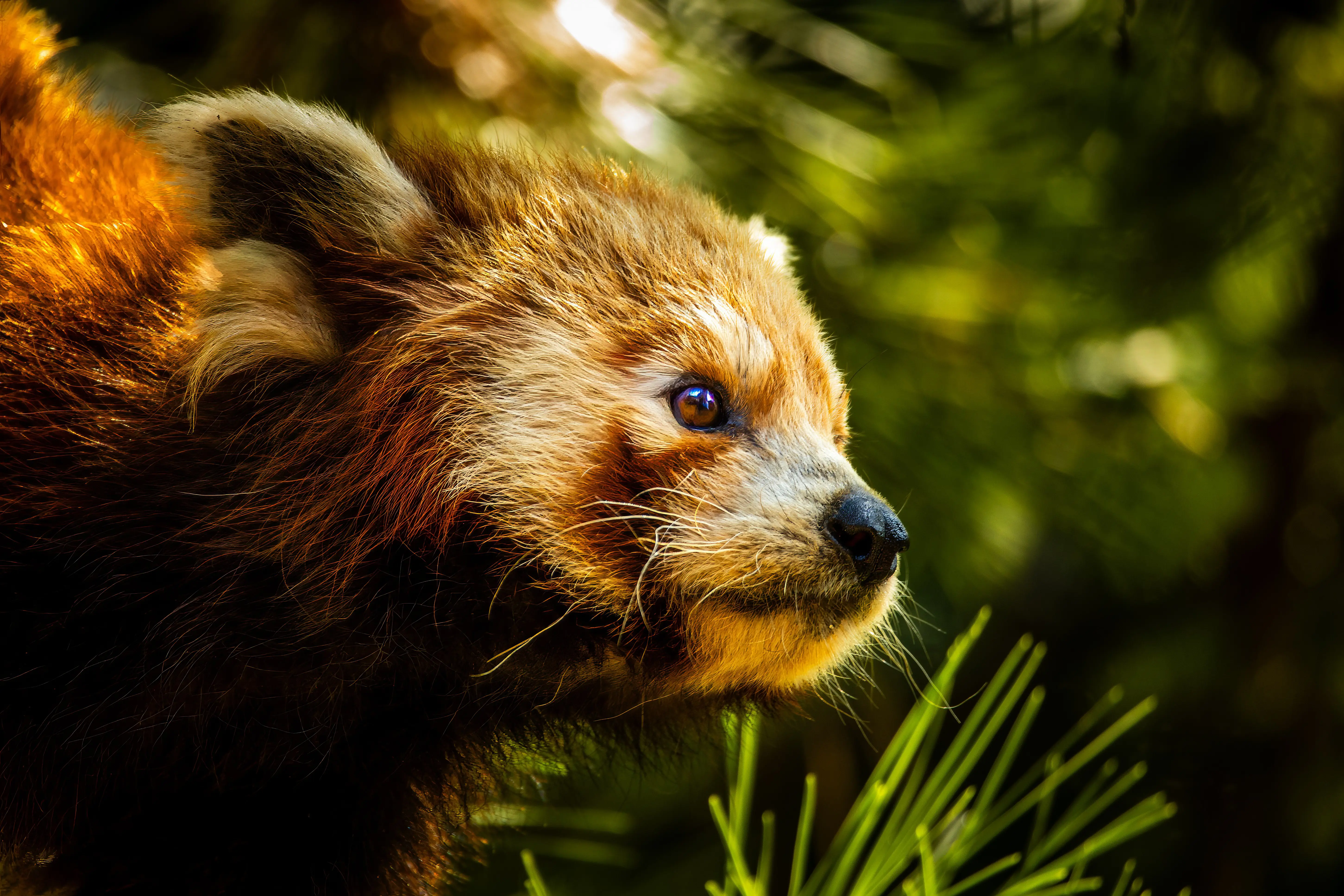 Nahaufnahme eines Roten Pandas im Profil, der im warmen Licht zwischen grünen Kiefernnadeln hervorschaut.