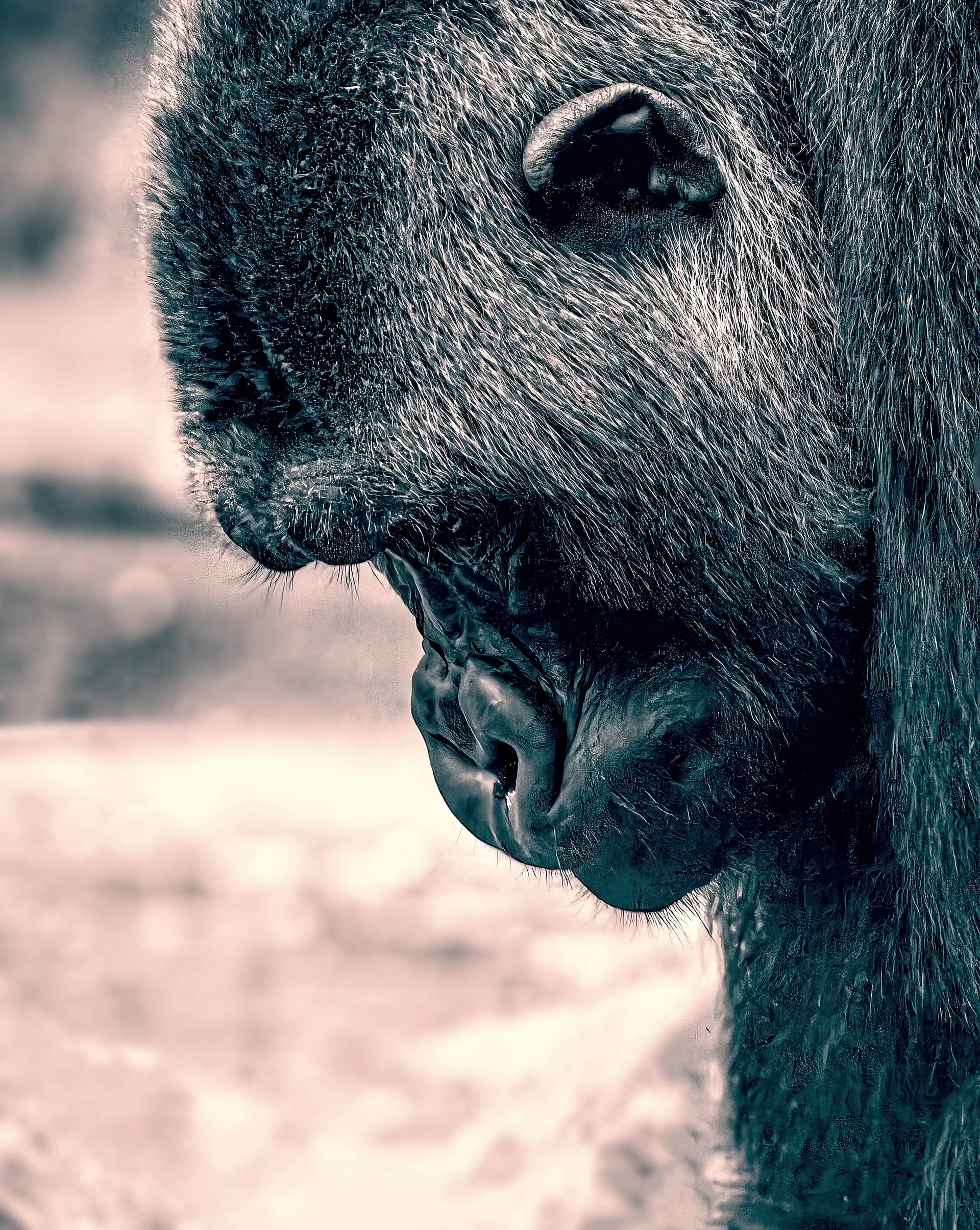 Schwarz-weisses Portrait eines Gorillas im Profil mit nachdenklichem Ausdruck.