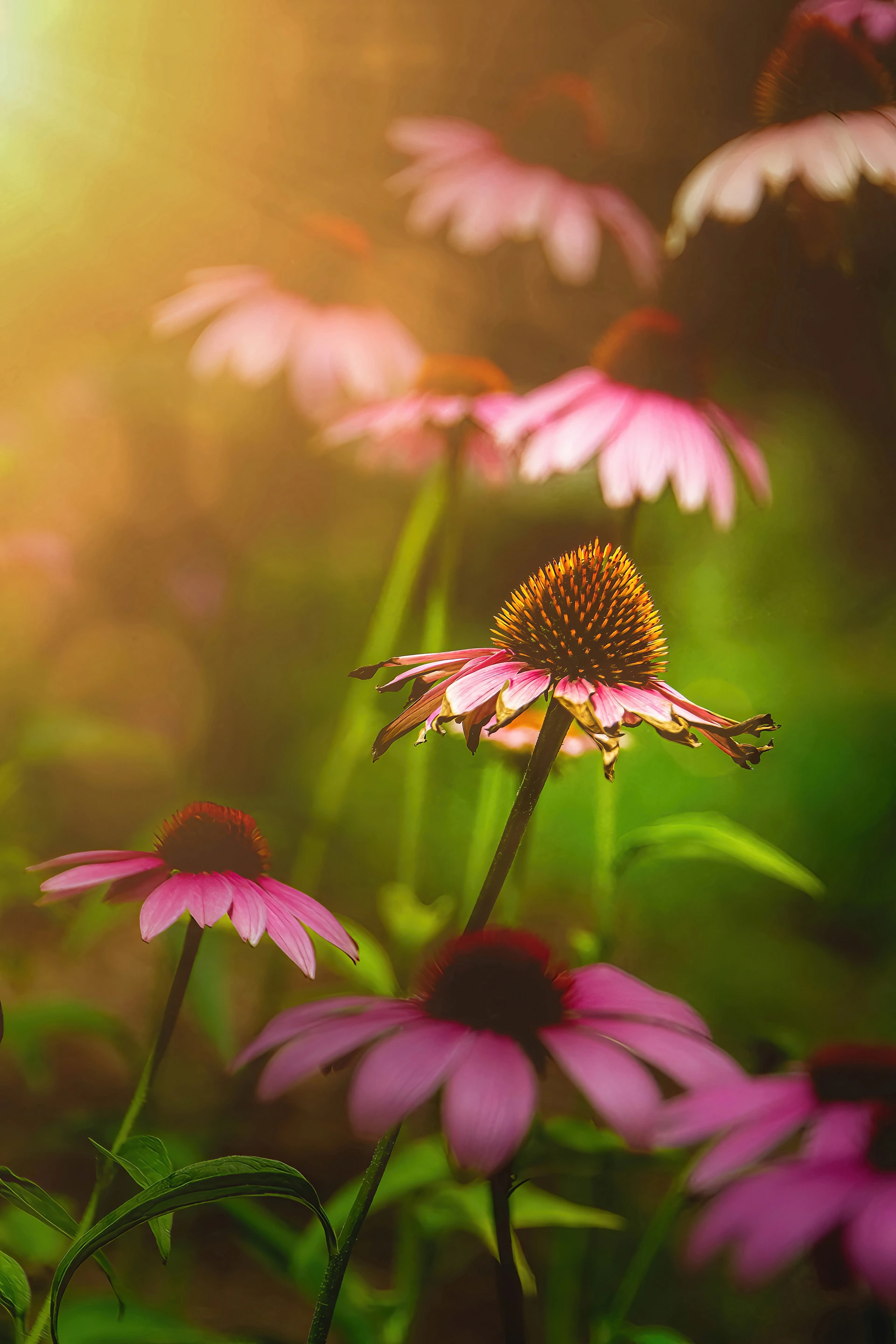 Nahaufnahme eines verblühenden Sonnenhuts (Echinacea) im warmen Gegenlicht.